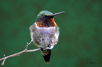 Ruby-Throated Hummingbird ( Male)
