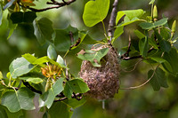 Baltimore Oriole Nest