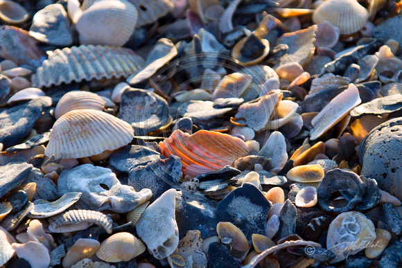 Misc shells on the beach
