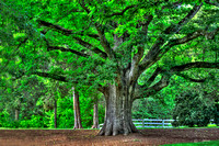 Second Largest White Oak Tree in North Carolina