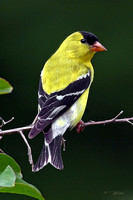 American Goldfinch ( Male)