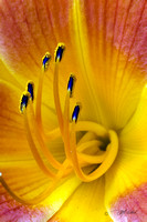Butch Clement's Daylilies