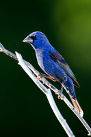 Blue Grosbeak "Male"