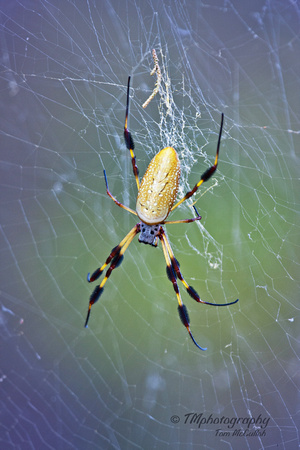 Spider photo 1