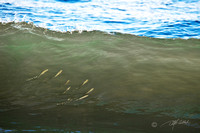 Fish in the wave
