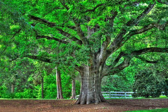 Second Largest White Oak Tree in North Carolina
