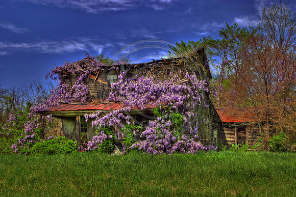 Wisteria House in HDR